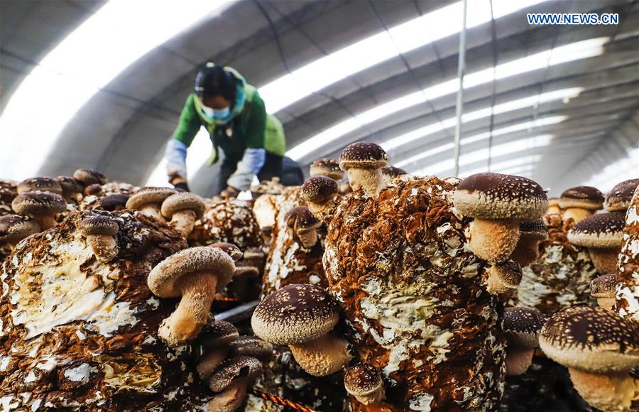 #CHINA-WINTER-FARM WORK (CN)