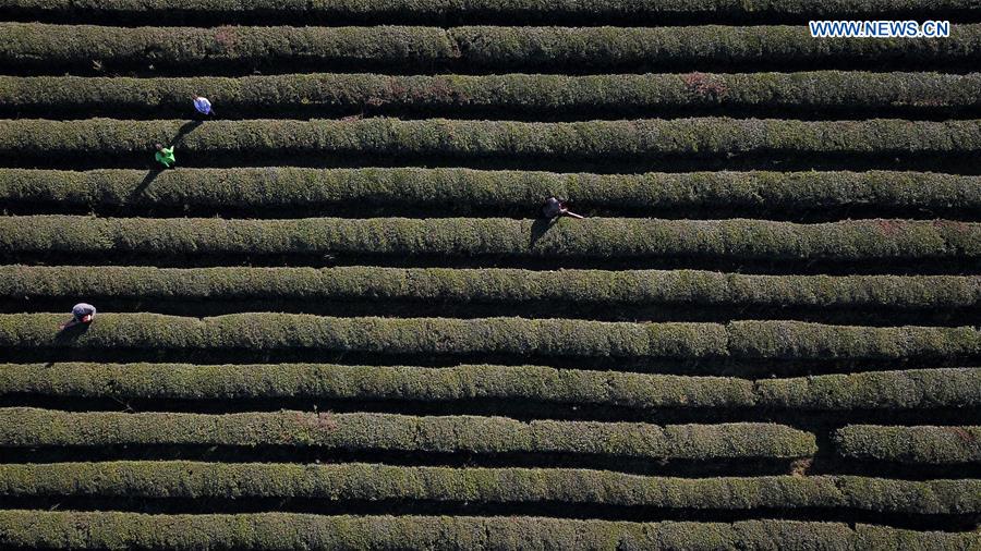 #CHINA-WINTER-FARM WORK (CN)