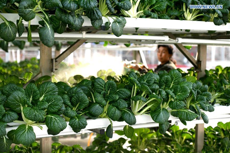 #CHINA-WINTER-FARM WORK (CN)