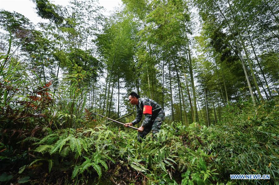 CHINA-GUIZHOU-BAMBOO FOREST-RANGERS (CN)