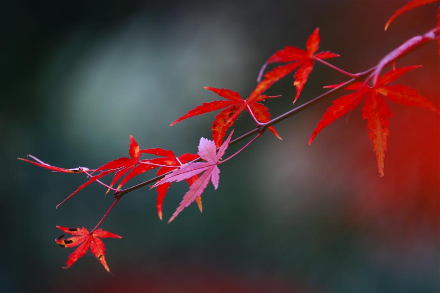 CHINA-MAPLE LEAVES-SCENERY (CN)