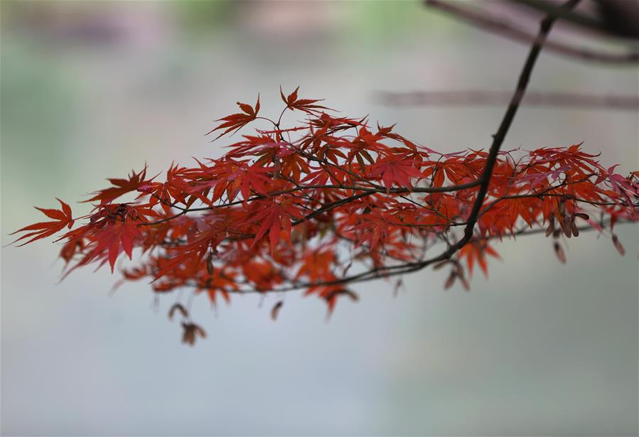 CHINA-MAPLE LEAVES-SCENERY (CN)