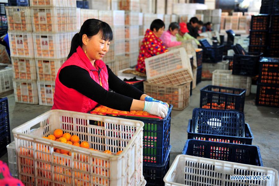 #CHINA-HUBEI-CITRUS EXPORT (CN)