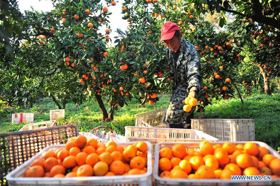 #CHINA-HUBEI-CITRUS EXPORT (CN)