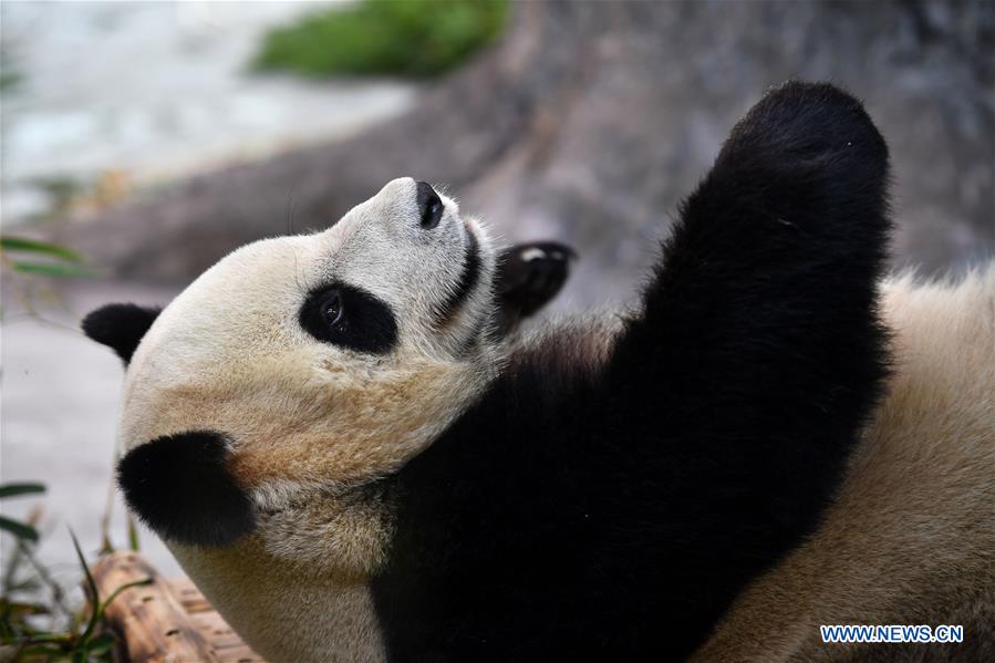 CHINA-HAINAN-GIANT PANDAS-PUBLIC DEBUT (CN)