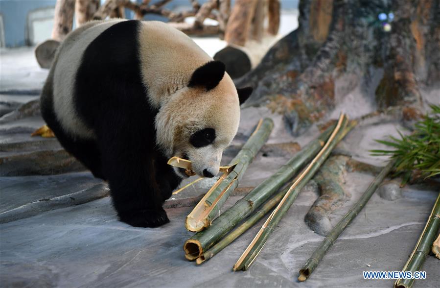 CHINA-HAINAN-GIANT PANDAS-PUBLIC DEBUT (CN)