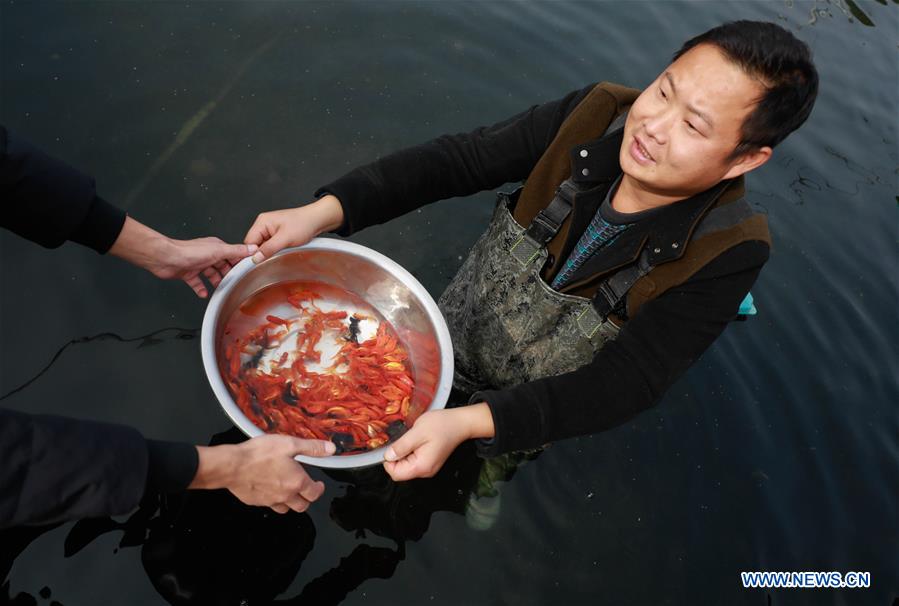 #CHINA-JIANGSU-XUYI-FISH-CULTIVATION (CN)