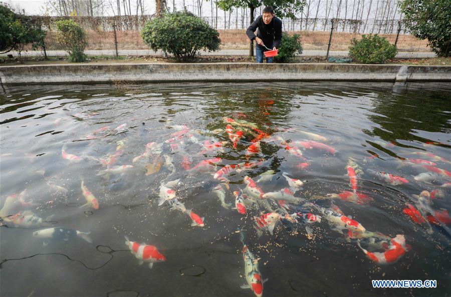 #CHINA-JIANGSU-XUYI-FISH-CULTIVATION (CN)