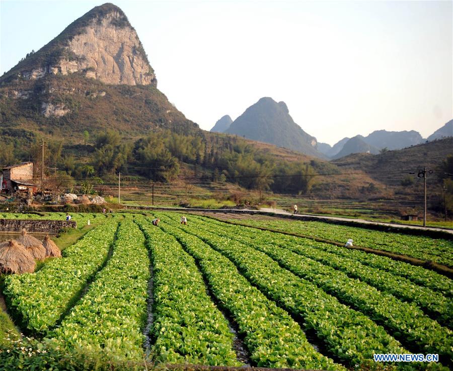 CHINA-GUANGXI-POVERTY ALLEVIATION-STONY DESERTIFICATION CONTROL (CN)