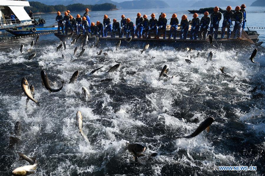 Huge-fishing-net harvest held in Qiandao Lake in E China's Zhejiang -  Xinhua