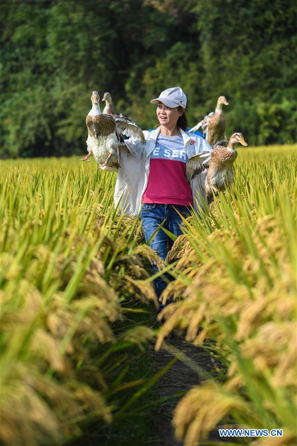 Xinhua Headlines: Big data reshaping harvest for Chinese farmers