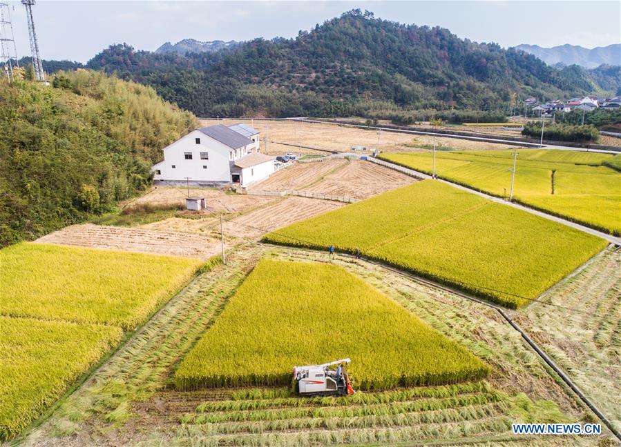 Xinhua Headlines: Big data reshaping harvest for Chinese farmers