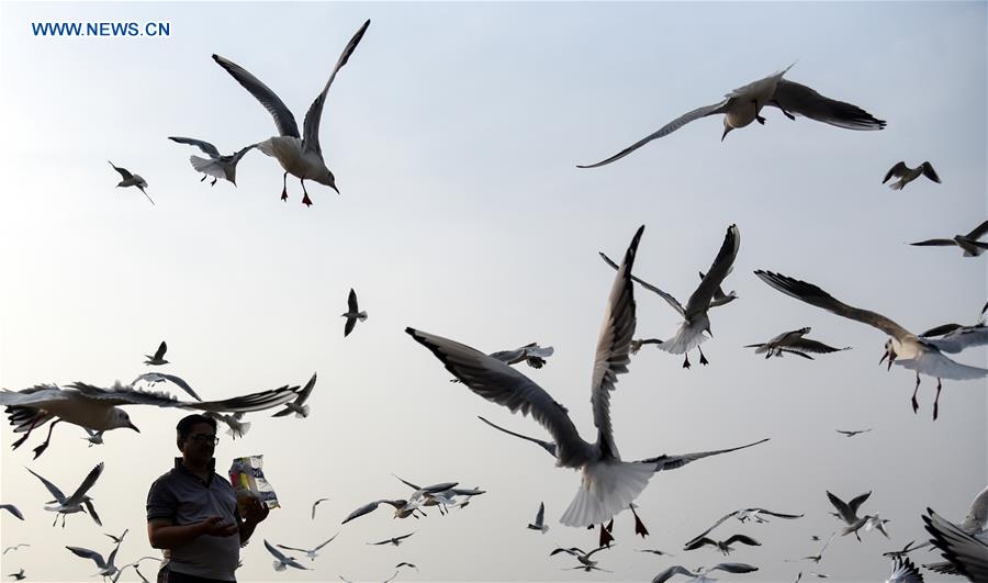 INDIA-MUMBAI-DAILY LIFE-SEAGULLS