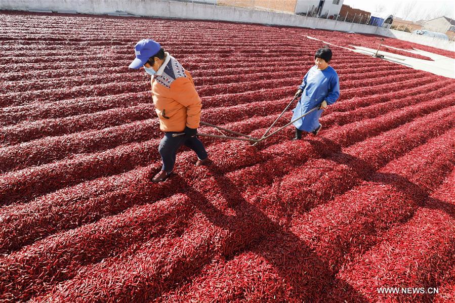 #CHINA-HEBEI-CHILLI PEPPERS (CN)