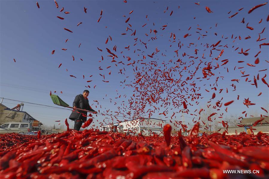 #CHINA-HEBEI-CHILLI PEPPERS (CN)