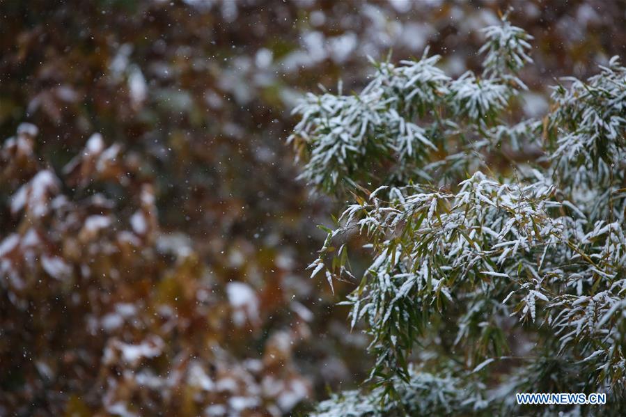 CHINA-HEBEI-SHIJIAZHUANG-SNOW (CN)