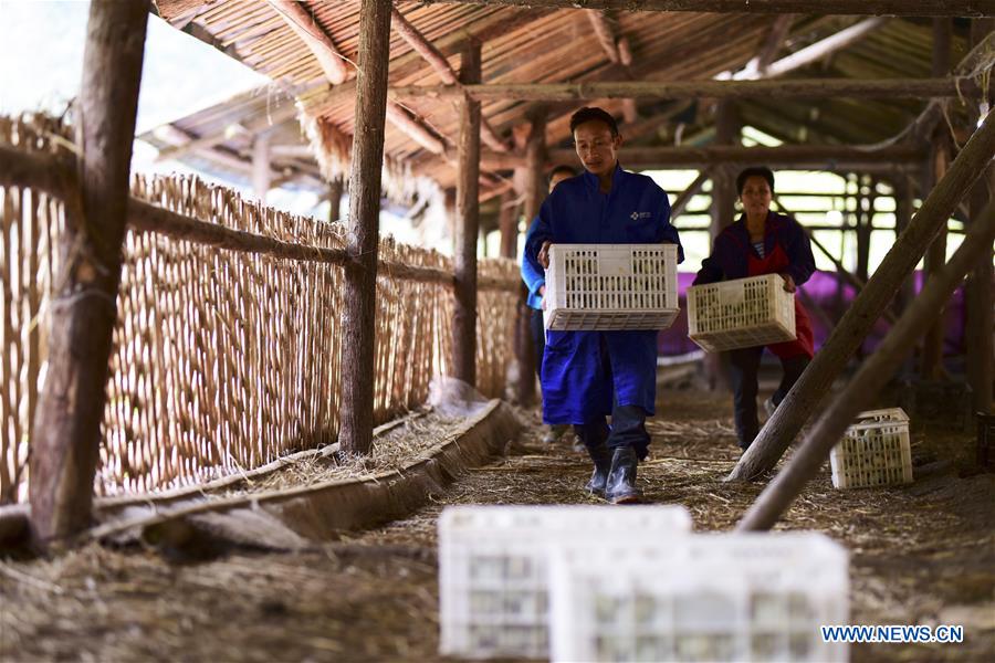 #CHINA-GUIZHOU-POVERTY ALLEVIATION-DUCK FARMING (CN)