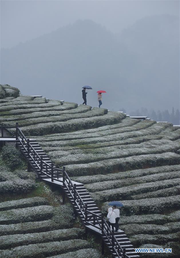 #CHINA-HUBEI-TEA GARDEN-SNOW (CN)
