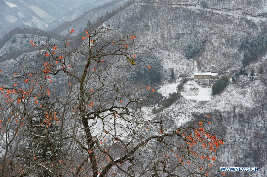 #CHINA-HUBEI-BAOKANG-SNOW-PERSIMMON (CN)