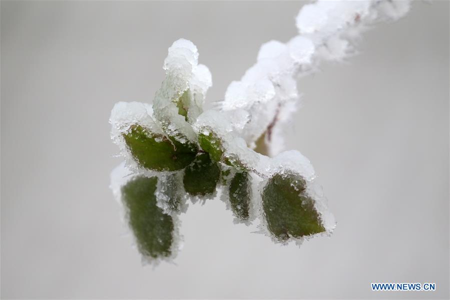 #CHINA-HUNAN-XIANGXI-SNOW-PLANTS (CN)