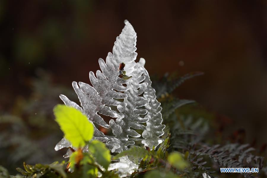 Frozen plants in winter Xinhua English.news.cn