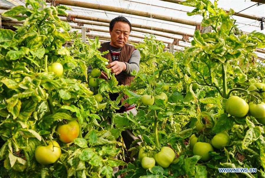CHINA-HEBEI-VEGETABLES (CN)