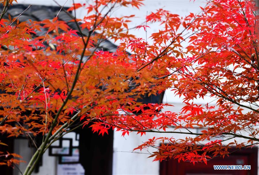 #CHINA-WINTER-MAPLE LEAVES (CN)
