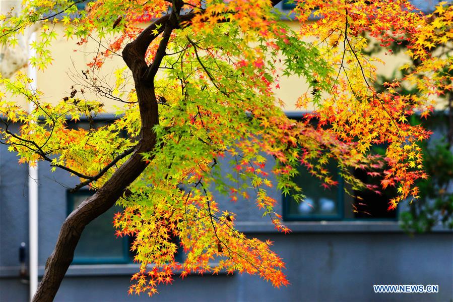 #CHINA-WINTER-MAPLE LEAVES (CN)