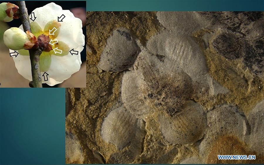 CHINA-NANJING-WORLD'S EARLIEST FOSSIL FLOWERS-RESEARCH ACHIEVEMENTS RELEASE (CN)