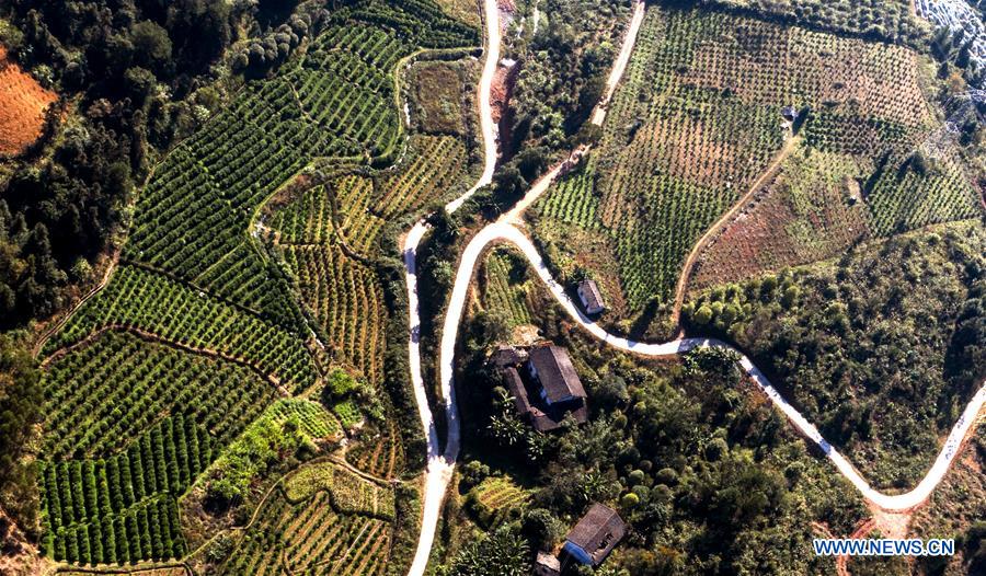 CHINA-GUANGXI-ORCHARDS-AERIAL VIEW (CN)
