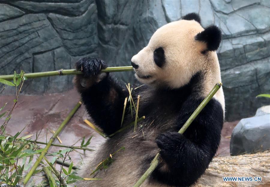 #CHINA-ANHUI-HUANGSHAN-GIANT PANDA (CN)
