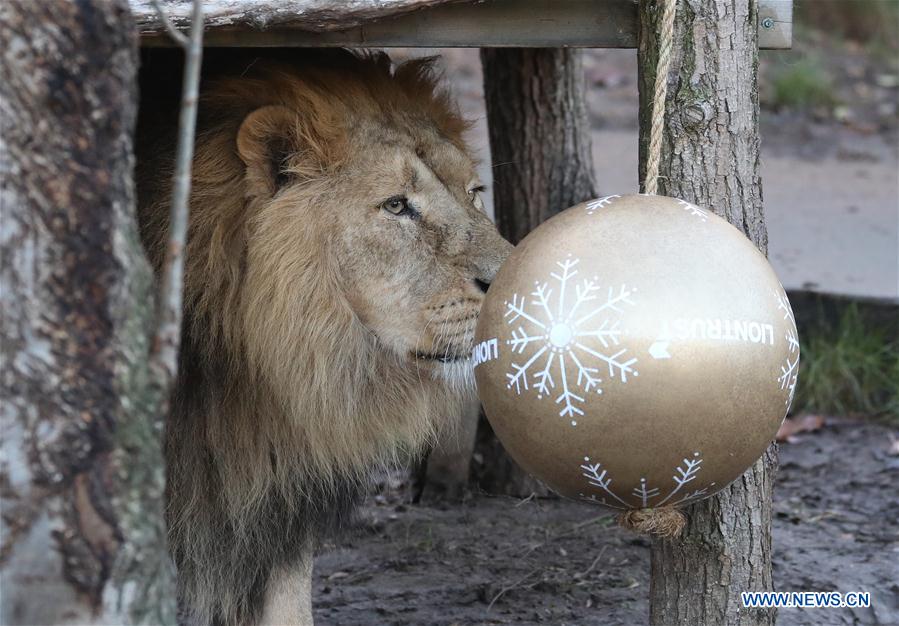 BRITAIN-LONDON-ZSL LONDON ZOO-CHRISTMAS TREAT