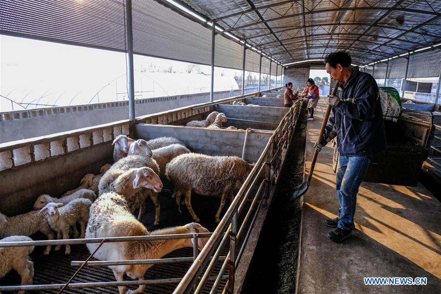 CHINA-ZHEJIANG-CHANGXING-SHEEP-BREEDING-POVERTY ALLEVIATION (CN)