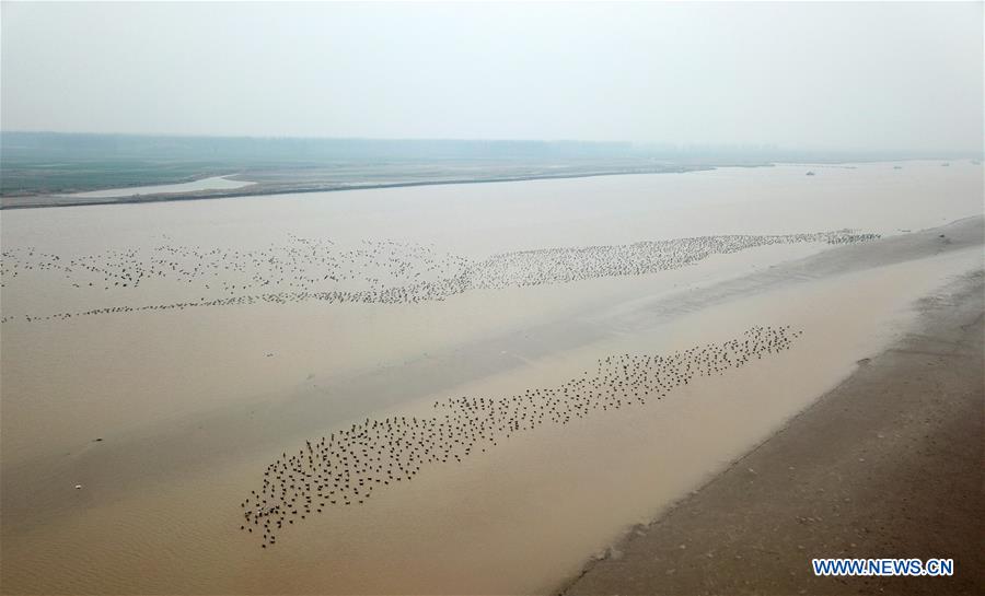 CHINA-HENAN-YELLOW RIVER-MIGRANT BIRDS (CN)
