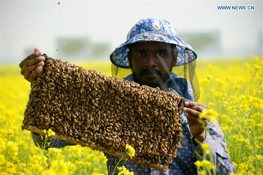 In pics honey production in Munshiganj, Bangladesh Xinhua English