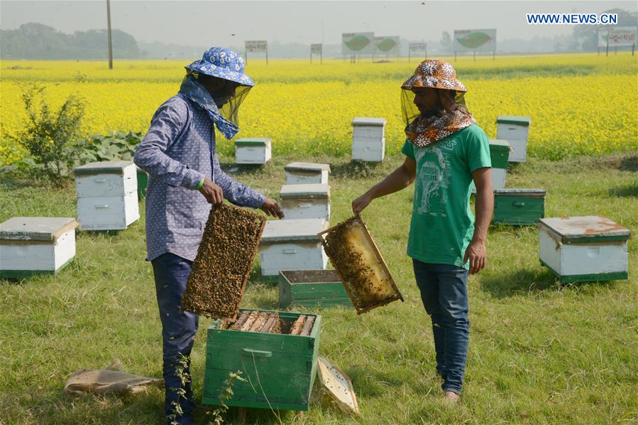 BANGLADESH-DHAKA-HONEY-BEE-FARMING