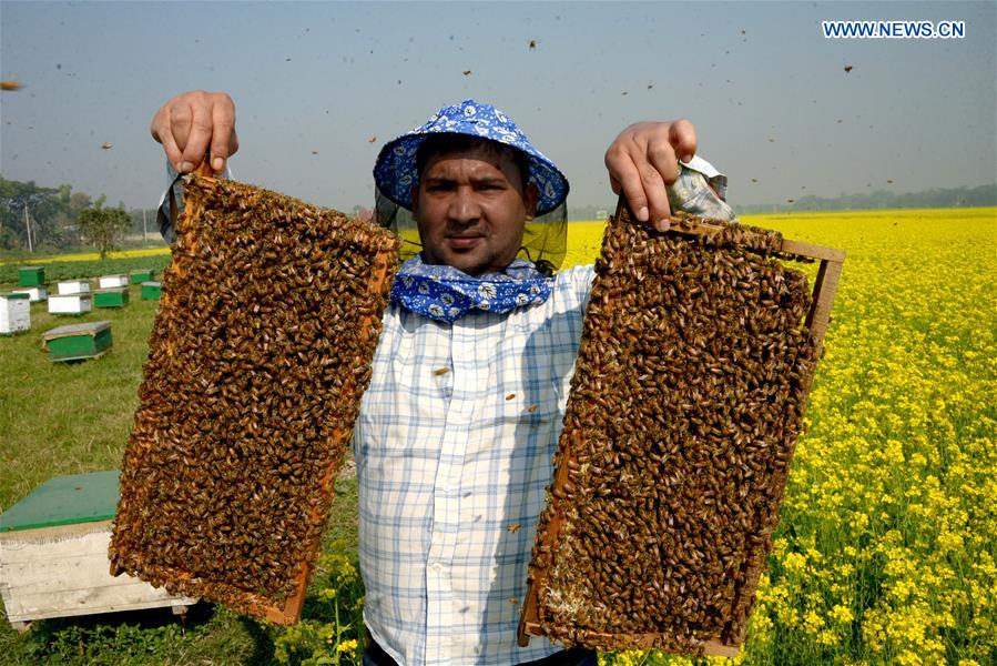 BANGLADESH-DHAKA-HONEY-BEE-FARMING