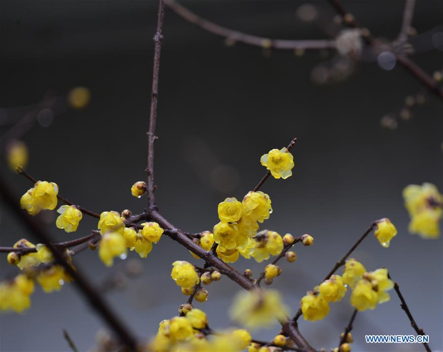 #CHINA-WINTERSWEET BLOSSOMS (CN)