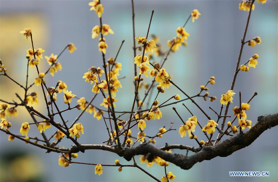 #CHINA-WINTERSWEET BLOSSOMS (CN)