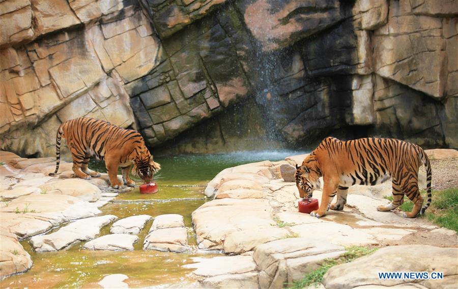 Feature: Aussie National Zoo and Aquarium helps animal cool down in  sweltering summer - Xinhua 