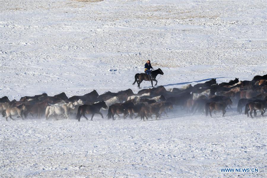 CHINA-INNER MONGOLIA-HORSE TAMING (CN)