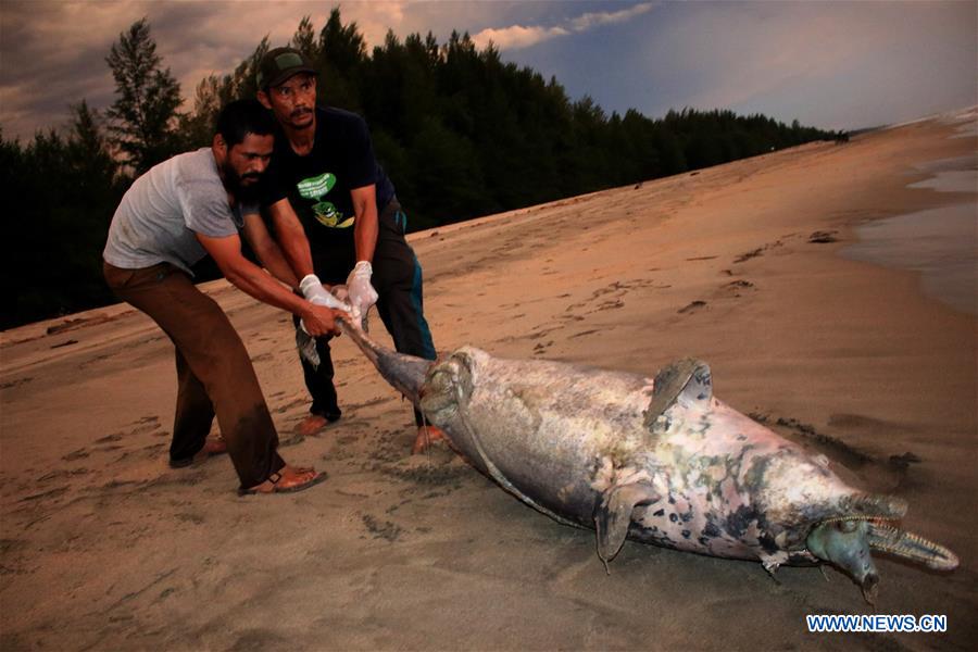 INDONESIA-ACEH-SPINNER DOLPHIN-DEATH