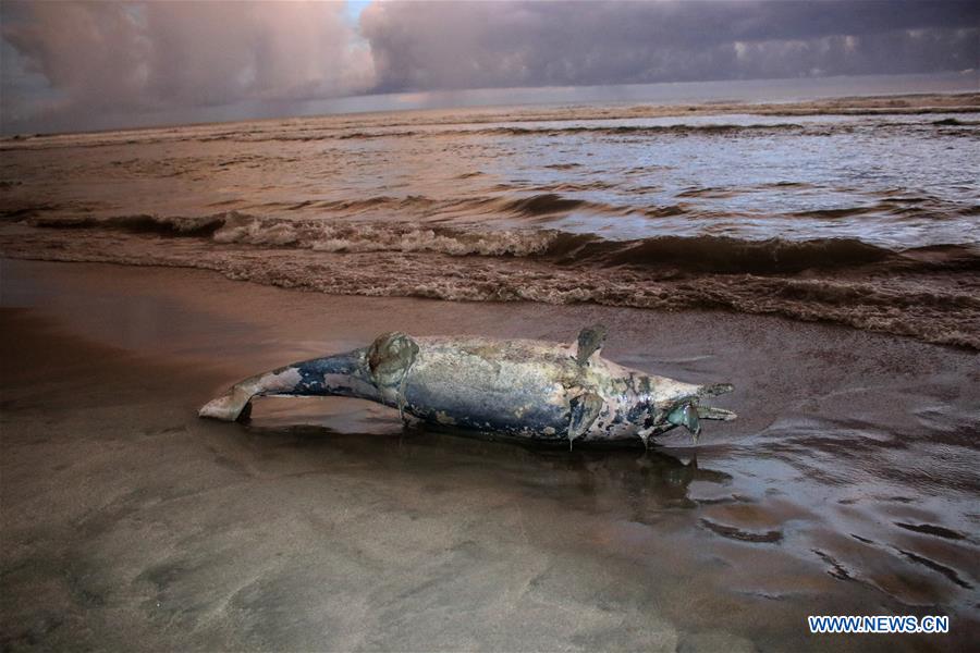 INDONESIA-ACEH-SPINNER DOLPHIN-DEATH