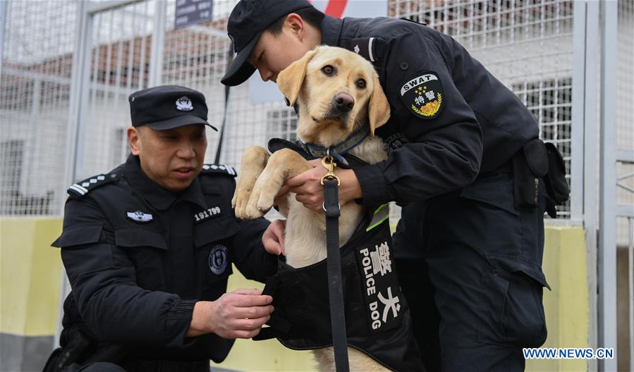 CHINA-HUBEI-WUHAN-POLICE DOG-TRAINING (CN) 