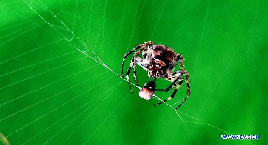 NEPAL-KATHMANDU-NATURE-SPIDER