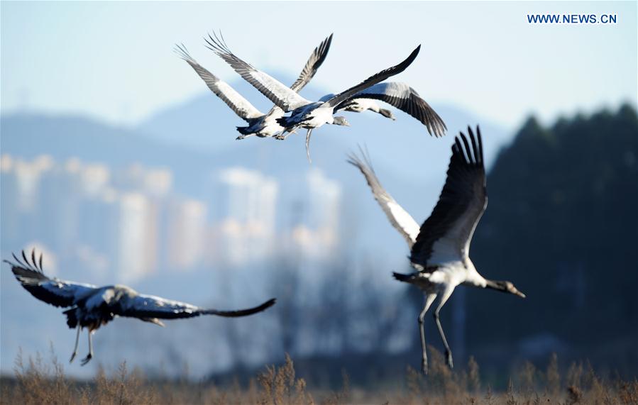 CHINA-GUIZHOU-WEINING-MIGRATORY BIRDS (CN)