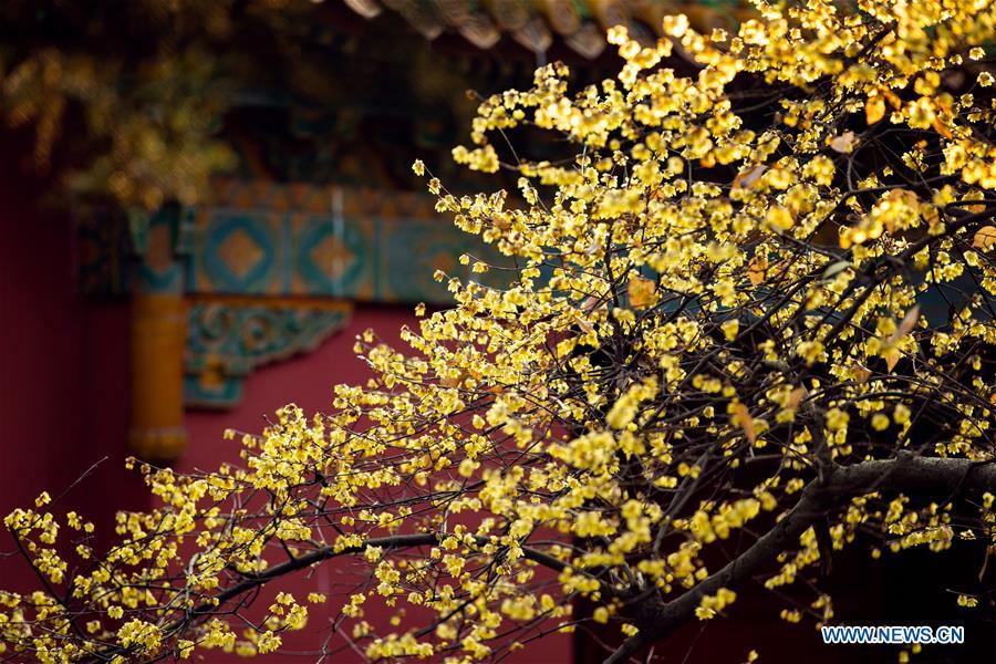 #CHINA-WINTER-FLOWERS (CN)