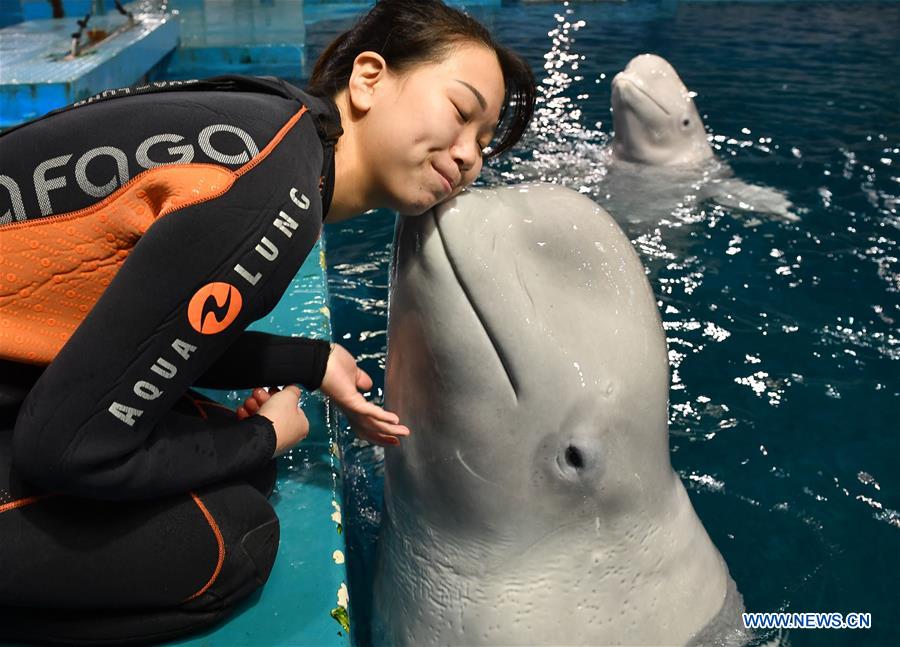 CHINA-GUANGDONG-ZHUHAI-BELUGA (CN)