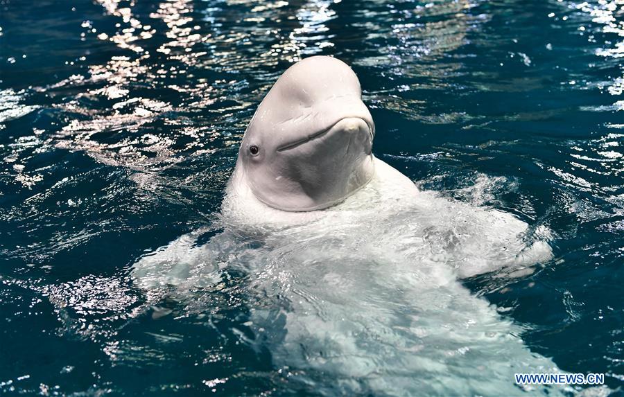 CHINA-GUANGDONG-ZHUHAI-BELUGA (CN)