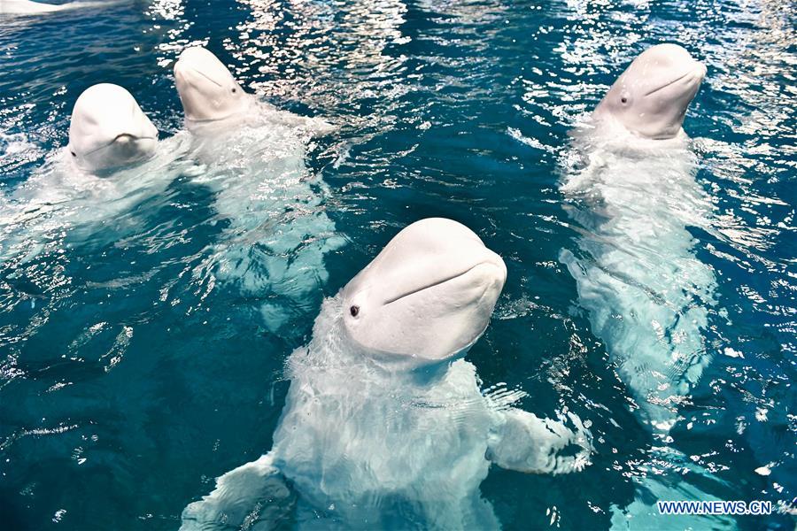 CHINA-GUANGDONG-ZHUHAI-BELUGA (CN)